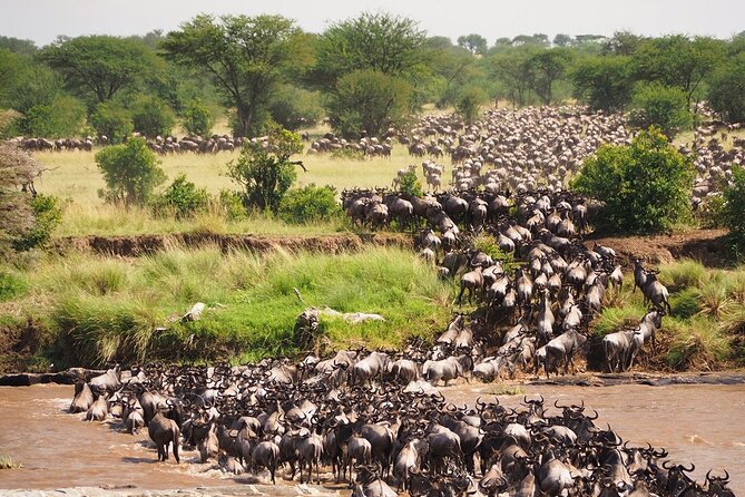 8 Days Follow the Wildebeest Migration River Crossing Safari - Ndutu, Calving Season, and Why Timing Changes the Whole Safari