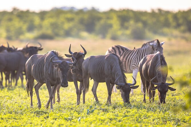8 Days Follow the Wildebeest Migration River Crossing Safari - Serengeti Arrival and the Endless Plains Feeling
