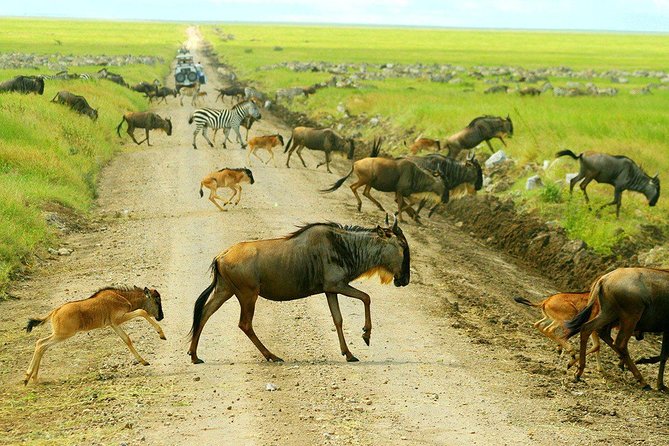 8 Days Great Migration - Grumeti River - Key highlights worth caring about