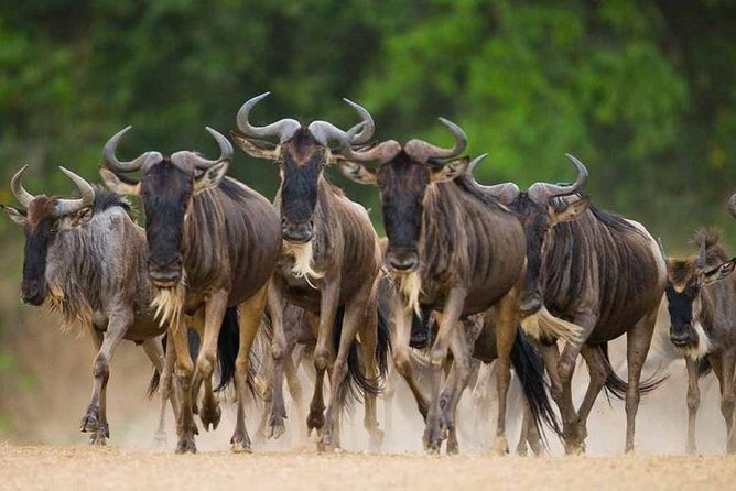 8 Days Great Migration - Grumeti River - Price and what it gets you, not just the number