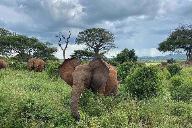 8 Days Great Wildebeest Calving Migration Safari from Arusha - Ngorongoro Conservation Area and Lake Ndutu: The Calving Ground Setup