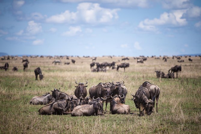 8 Days Great Wildebeest Calving Migration Safari from Arusha - Price and Logistics: What Your $2,999.62 Actually Buys