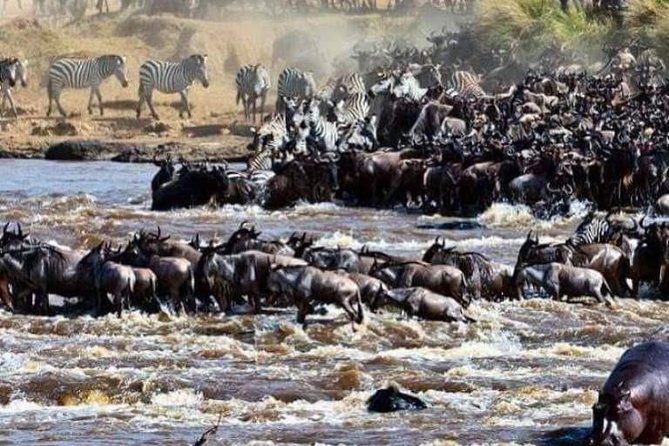 8 Days Great Wildebeest Migration - Mara River Crossing - Mara River Crossing: the real reason for the 8 days