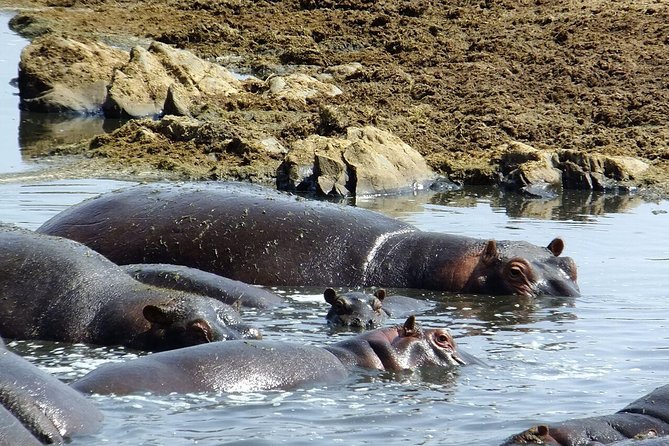 8 Days Great Wildebeest Migration - Mara River Crossing - Private guiding and full-board support, what it means day to day