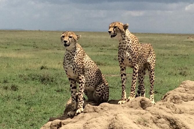 8 Days Green Season Offer - Luxury Serena Safari - Serengeti National Park, day 3: the endless plains moment
