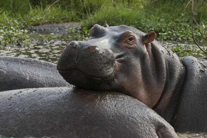 8 Days Green Season Offer - Luxury Serena Safari - Migration-focused Serengeti days, days 4 and 5: better odds by design