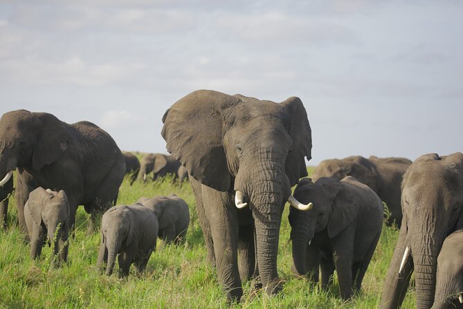 8 Days Green Season Offer - Luxury Serena Safari - Olduvai Gorge en route and Ngorongoro rim magic (Day 6)