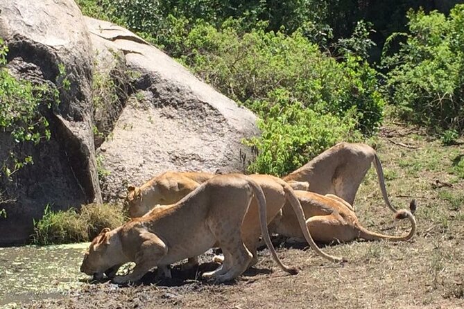 8 Days Green Season Offer - Luxury Serena Safari - Ngorongoro Crater full day: black rhino chances and Lake Magadi (Day 7)