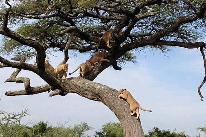 8 Days Green Season Offer - Luxury Serena Safari - Lake Manyara: tree-climbing lions and birdlife first (Day 2)