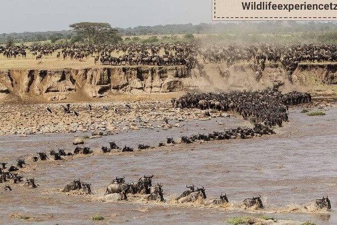 8 Days, Migrations Safari-River crossing -(July to October) - Day 7: Ngorongoro Crater early, dense wildlife and black rhinos