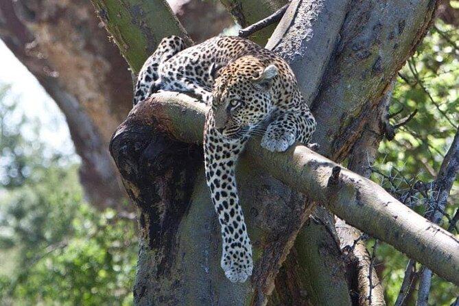 8 Days, Migrations Safari-River crossing -(July to October) - Days 4 and 5: Mara River crossing days, where luck matters