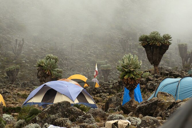 8 Days Mountain Kilimanjaro Lemosho Route - The route’s short days: your body needs the “pause” before Barafu