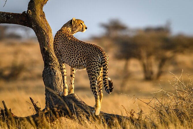 8 Days Private Safari in Serengeti Tour - Day 1: Arriving via Kilimanjaro and settling into Arusha