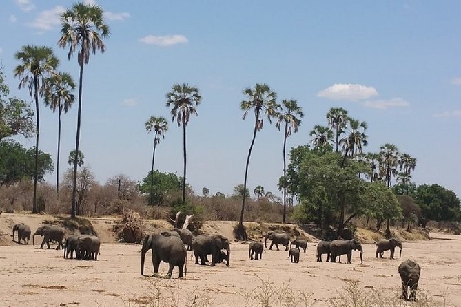 8 Days Safari to Mikumi NP, Ruaha NP and Nyerere NP + Isimila Stone Age Site - Key Highlights You Will Care About