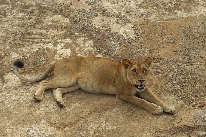 8 Days Safari to Mikumi NP, Ruaha NP and Nyerere NP + Isimila Stone Age Site - Eight Days, Three Parks, One Southern Safari Flow