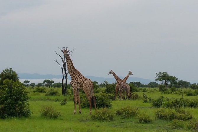 8 Days Safari to Mikumi NP, Ruaha NP and Nyerere NP + Isimila Stone Age Site - Ruaha National Park: Predators and Dry-Season Water Drama