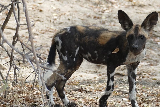 8 Days Safari to Mikumi NP, Ruaha NP and Nyerere NP + Isimila Stone Age Site - Selous Game Reserve and the Selous Nyerere Circuit Feel