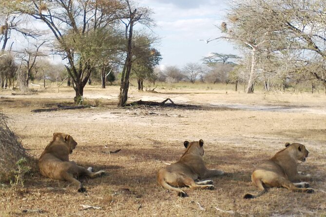8 Days Safari to Mikumi NP, Ruaha NP and Nyerere NP + Isimila Stone Age Site - Great Rufiji Boat Safari: Hippos and Crocodiles Close Up