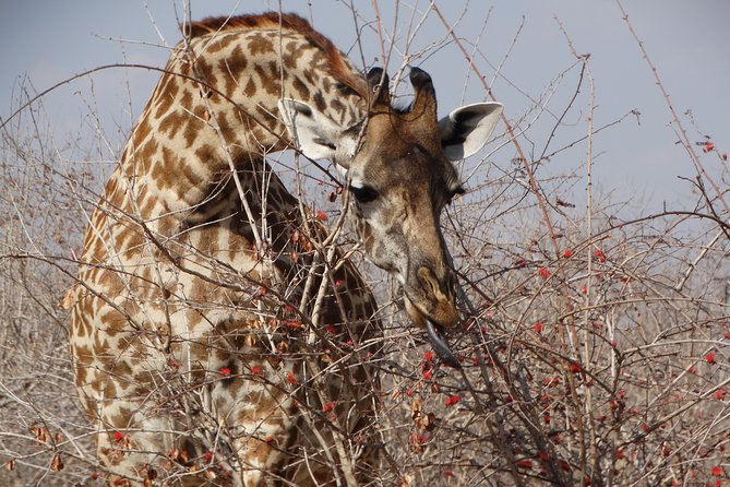 8 Days Safari to Mikumi NP, Ruaha NP and Nyerere NP + Isimila Stone Age Site - Selous Wilderness Walking Safari with an Armed Ranger