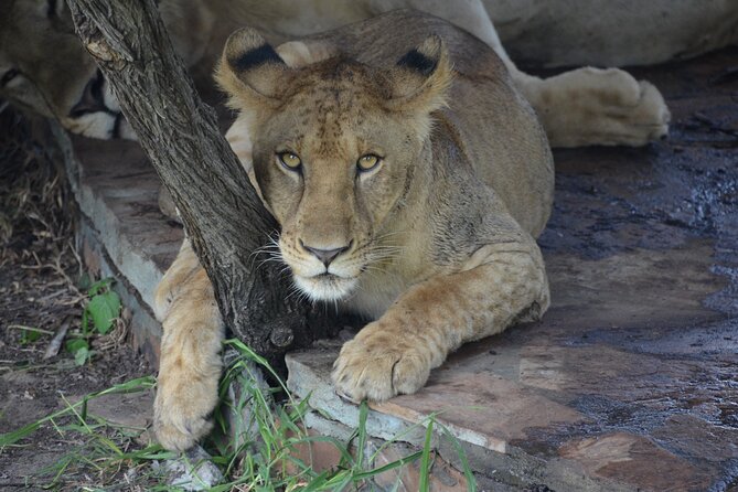 8 Days Safari to Mikumi NP, Ruaha NP and Nyerere NP + Isimila Stone Age Site - Price, What Is Included, and Where the Value Comes From
