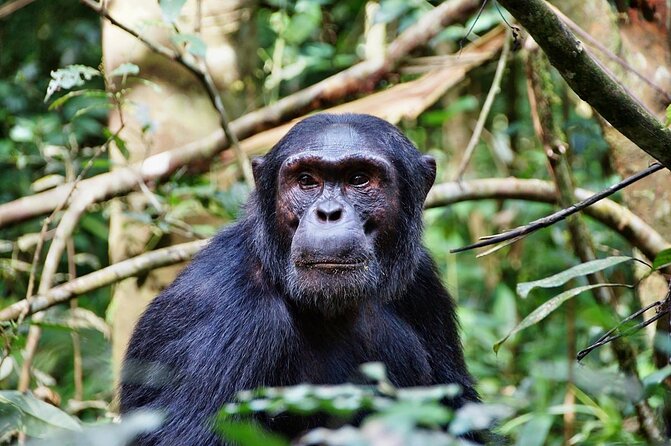8 Days Safari to Mikumi, Ruaha & Udzungwa Mountains - Key points before you book