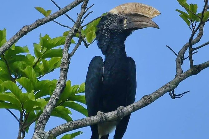 8 Days Safari to Mikumi, Ruaha & Udzungwa Mountains - Udzungwa Mountains: Isimila Stone Age and Sanje Waterfalls trek