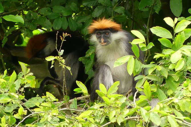 8 Days Safari to Mikumi, Ruaha & Udzungwa Mountains - Who this safari fits best