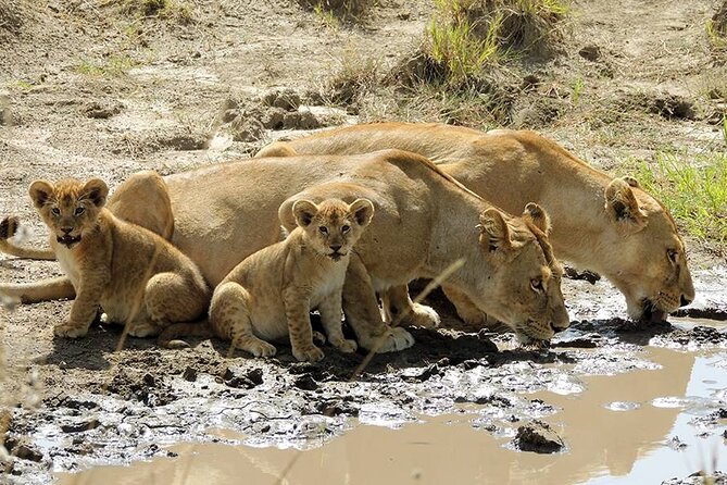 8 Days Serengeti Migration safari - Day 3 Serengeti Transfer Through the Crater Highlands, Then Night at Whisper Tented Camp