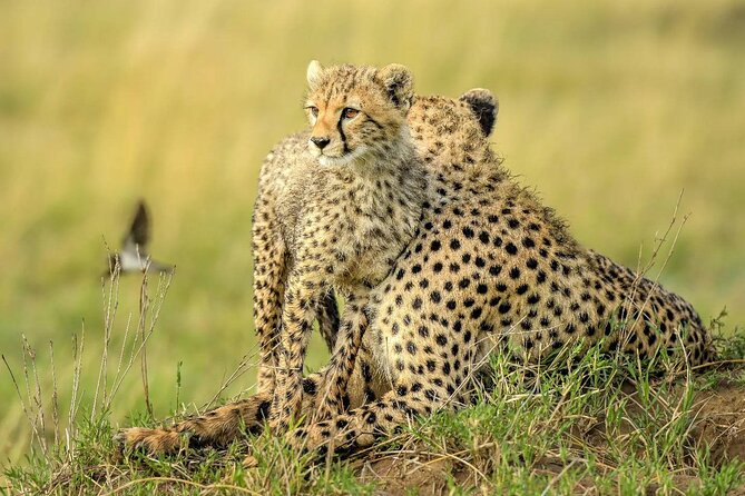 8 Days Serengeti Migration safari - Days 4 to 5 Migration at the Mara River and Kogatende: The Main Event