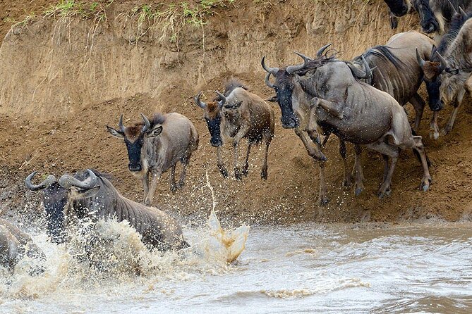 8 Days Serengeti Migration safari - Day 7 Ngorongoro Crater Floor and Tarangire Transition: More Big-Cat Country, Then Baobab Territory