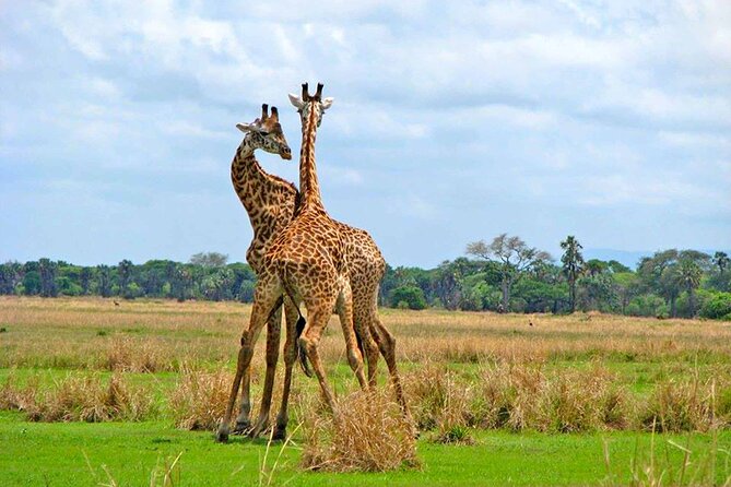 8 Days Serengeti Migration safari - Day 8 Tarangire Morning Drive, Baobab Giants, and a Smooth Finish in Arusha or Kilimanjaro