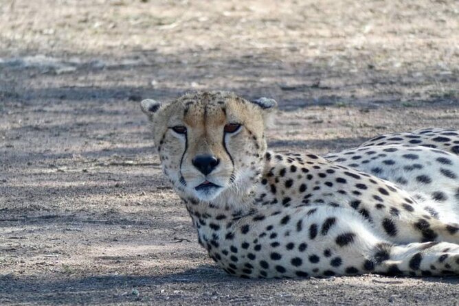 8 Days Tanzania Adventure Tented Camps Safari - Lake Manyara: Birding in Full Swing and the Chance of Tree-Climbing Lions