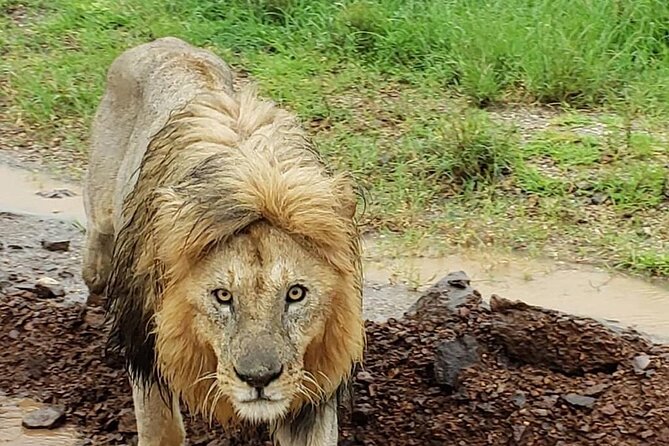 8 Days Tanzania Adventure Tented Camps Safari - Serengeti Day 1 with Olduvai Gorge Option: From Fossils to the Plains