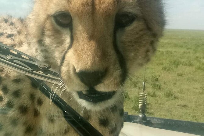 8 Days Tanzania Adventure Tented Camps Safari - Serengeti Day 2: Sunrise Drives, Big Species Hits, and Leopard Odds