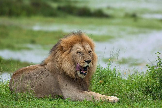 8 Days Tanzania Simba Luxury Safari - From Arusha to the parks: how this 8-day loop makes sense