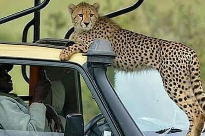 8 Days Tanzania Simba Luxury Safari - Lake Manyara: tree-climbing lions plus birding time