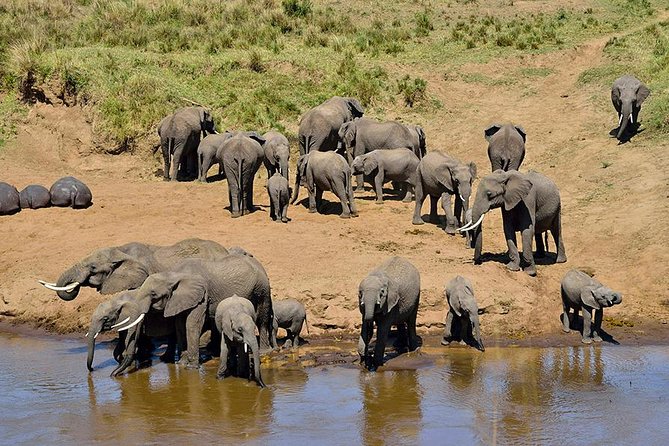 8 Days Tanzania Simba Luxury Safari - Serengeti, Day 1: afternoon drives and the predator zone feeling
