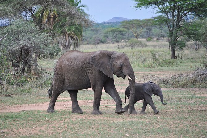 9-Day Enchanting Tanzania Safari -High End All Inclusive - Tarangire’s Off-Route Calm: Elephants, Birding, and Fewer Tourists