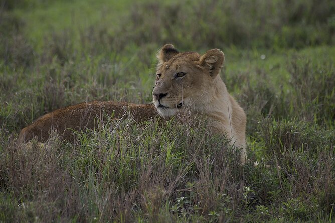 9-Day Enchanting Tanzania Safari -High End All Inclusive - Seronera Game Drives: Lions, Leopards, and Big-Five Ecosystem Energy