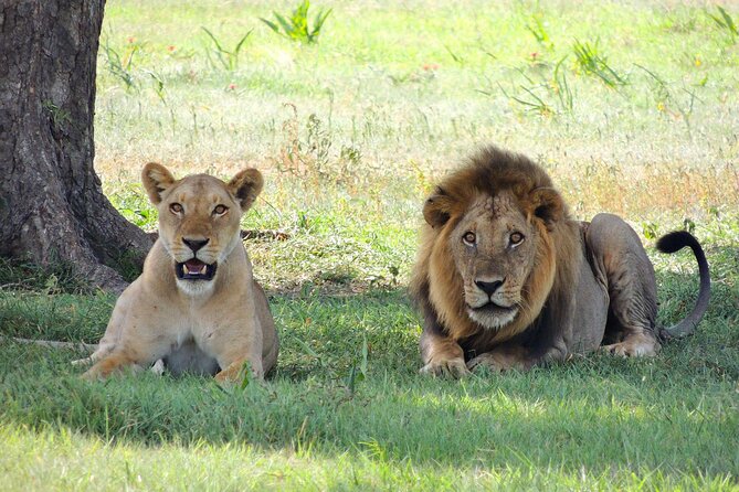 9-Day Enchanting Tanzania Safari -High End All Inclusive - Balloon Safari With Champagne Breakfast and Serengeti Bush Cocktails