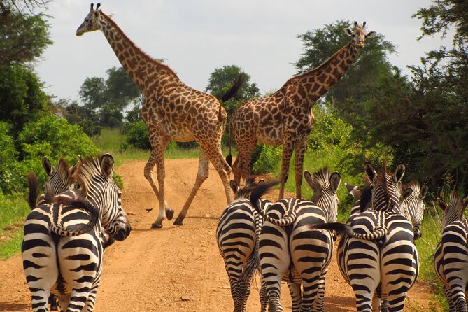 9-Day Enchanting Tanzania Safari -High End All Inclusive - Arusha National Park Walking Safari: Mt Meru, Momella Lake Lunch, and Big-View Variety
