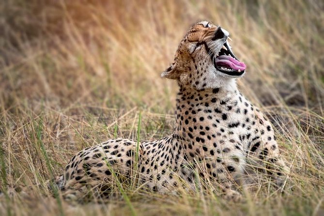 9-Day Serengeti Migration Footsteps Tanzania Safari - Arusha to Tarangire: a strong warm-up before the Serengeti chase