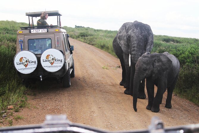 9-Day Serengeti Migration Footsteps Tanzania Safari - Ngorongoro Crater rim lodge to crater floor day: the most compressed wildlife day