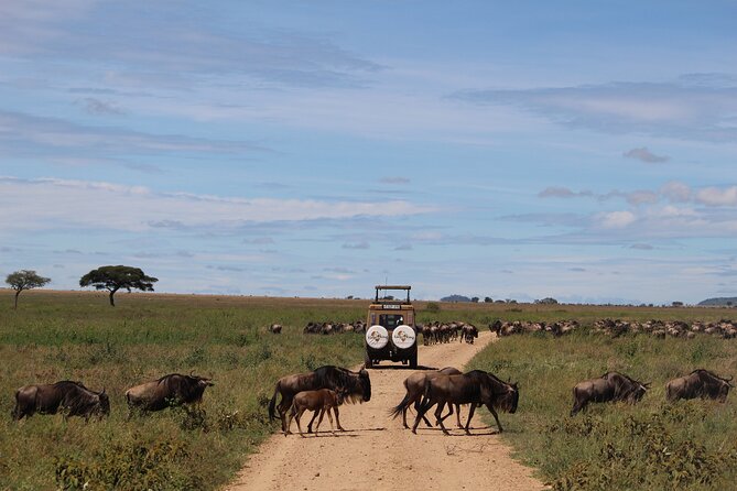 9-Day Serengeti Migration Footsteps Tanzania Safari - Guides, game drives, and what makes the difference day after day