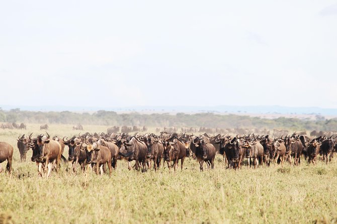 9-Day Serengeti Migration Footsteps Tanzania Safari - Into the Serengeti via Ngorongoro Conservation Area: changing habitats, changing chances