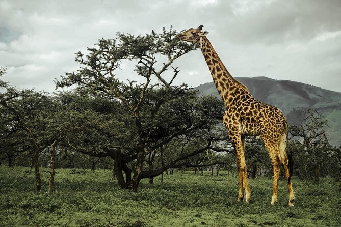 9-Day Ultimate Tanzania Honeymoon Safari Luxury Package - Central Serengeti game drives for big cats and Big Five chances