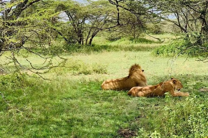 9 Days - Best of Tanzania Safari - The Northern Circuit in 9 days: what this route gets right