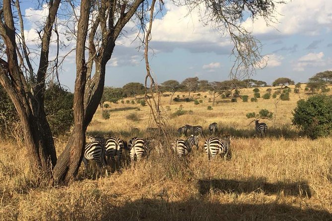9 Days - Best of Tanzania Safari - Day 4 Ngorongoro Crater: 600 m down into a wildlife bowl