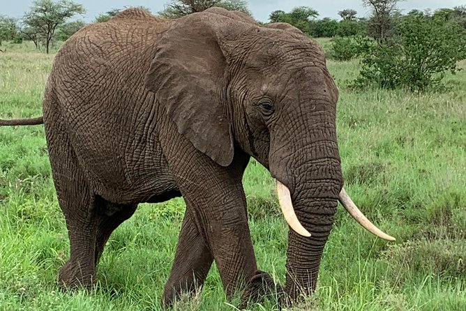 9 Days - Best of Tanzania Safari - Days 5 and 6 Lake Ndutu: migration season energy without rushing Serengeti