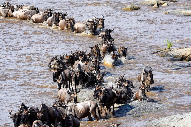 9 Days Great Migration Safaris with Kojuu Safaris Africa-Luxury. - Where it all starts: Kilimanjaro Airport to Arusha city, with a human handoff